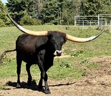 Hubbells Roman Empress I