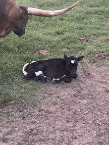 4L Jolie’s First Black Gem
