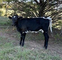 4L Jolie’s First Black Gem